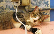 How To Prevent Your Cat From Chewing On Electrical Cords