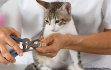How To Trim Your Cat’s Nails